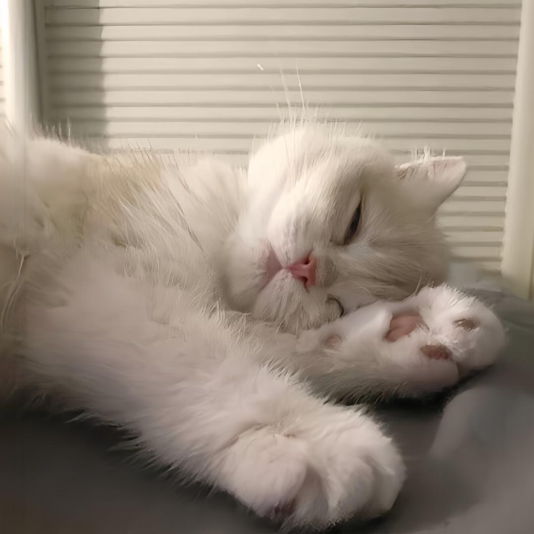 我和猫一样可爱