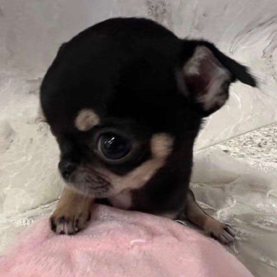 𝗰𝗮𝗧𝗧𝗼𝗶𝗶𝗻^_^