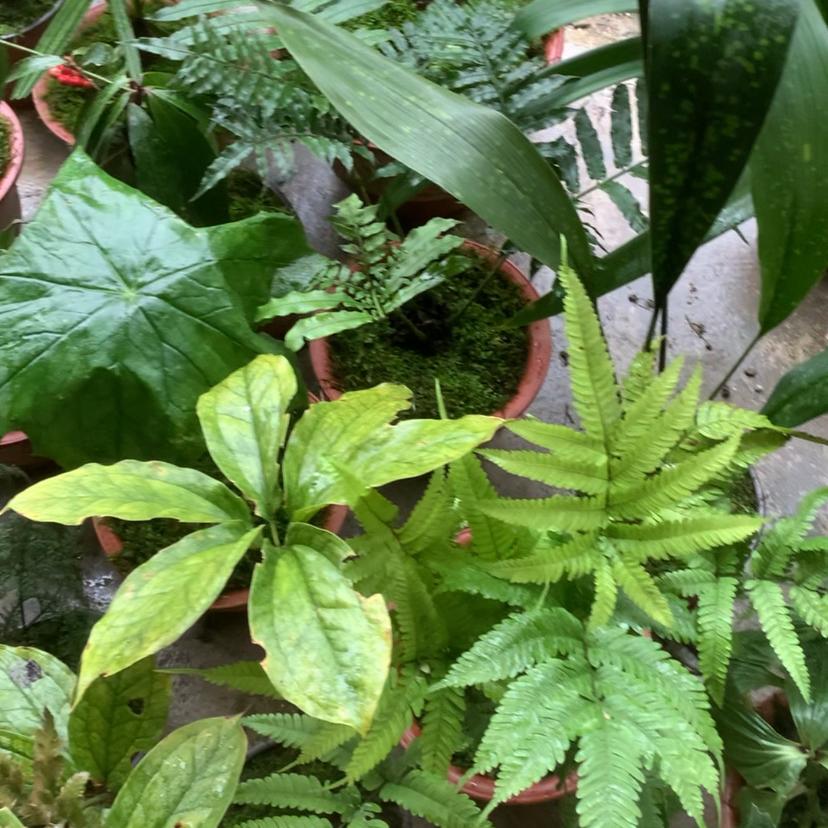四季常青绿植及农产品店