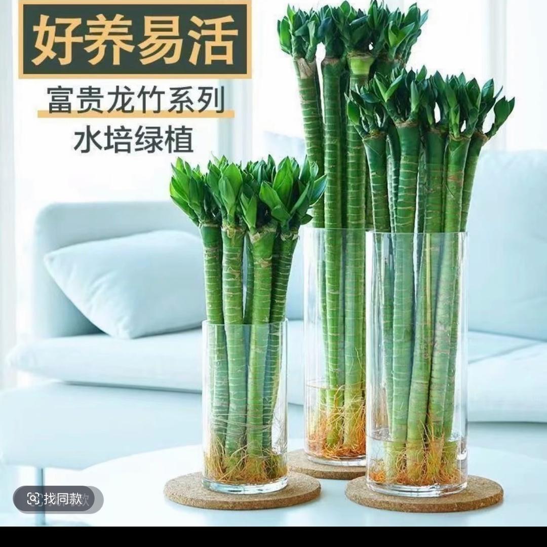 文昌竹基地批发