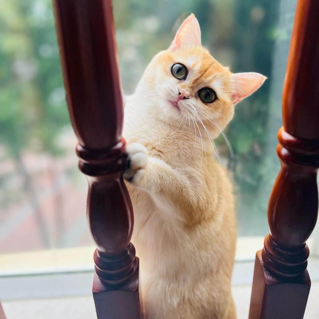 石钰家🎵🎹🎻🎸