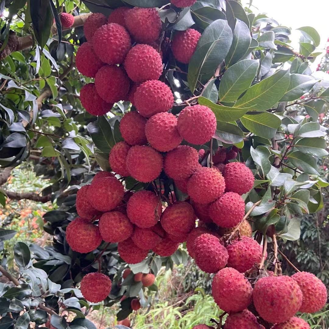 麻垌荔技