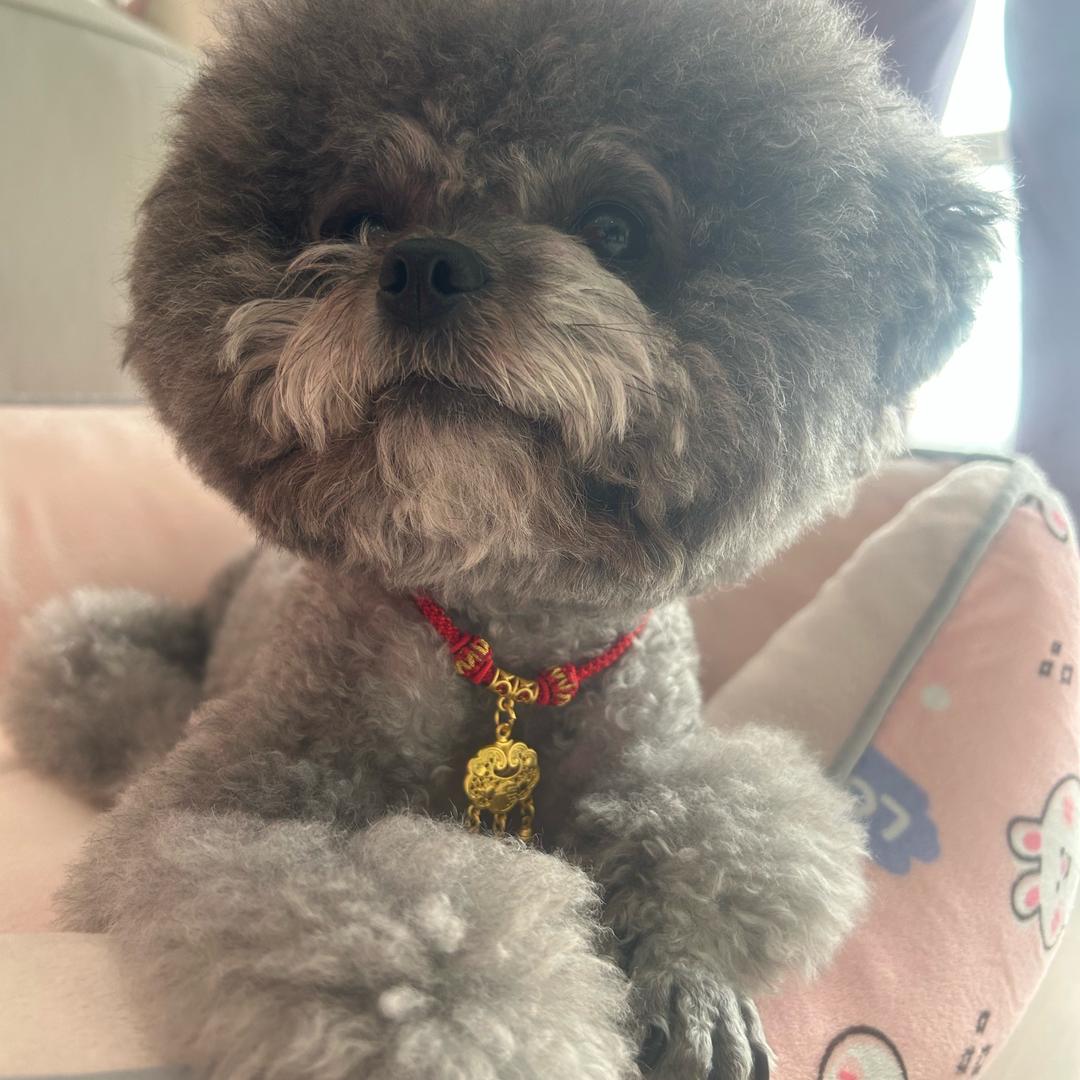 偷吃的鼠鼠