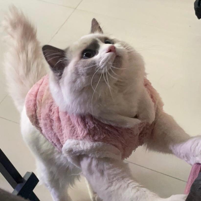 宅猫猫的小店