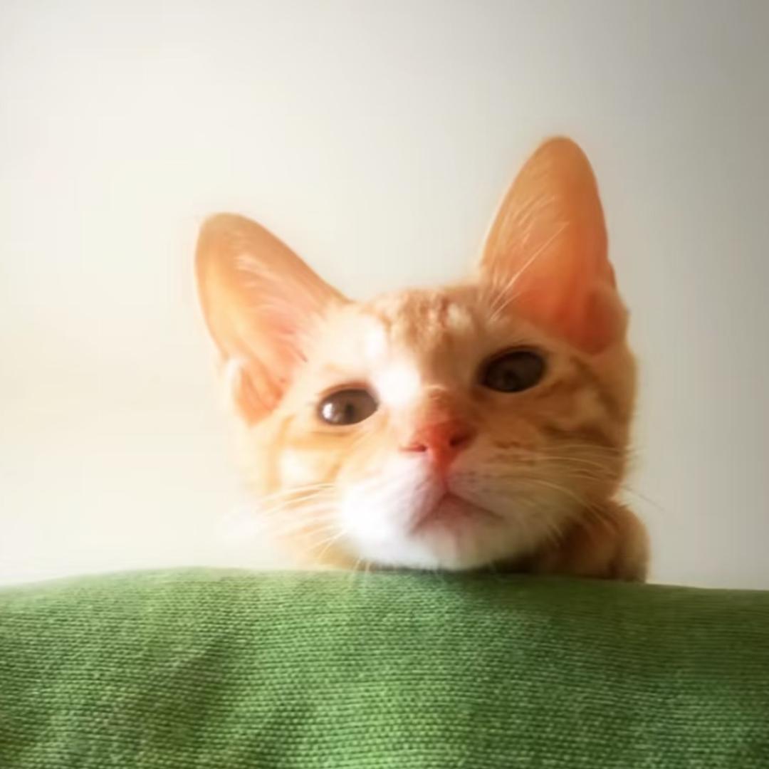 转圈圈