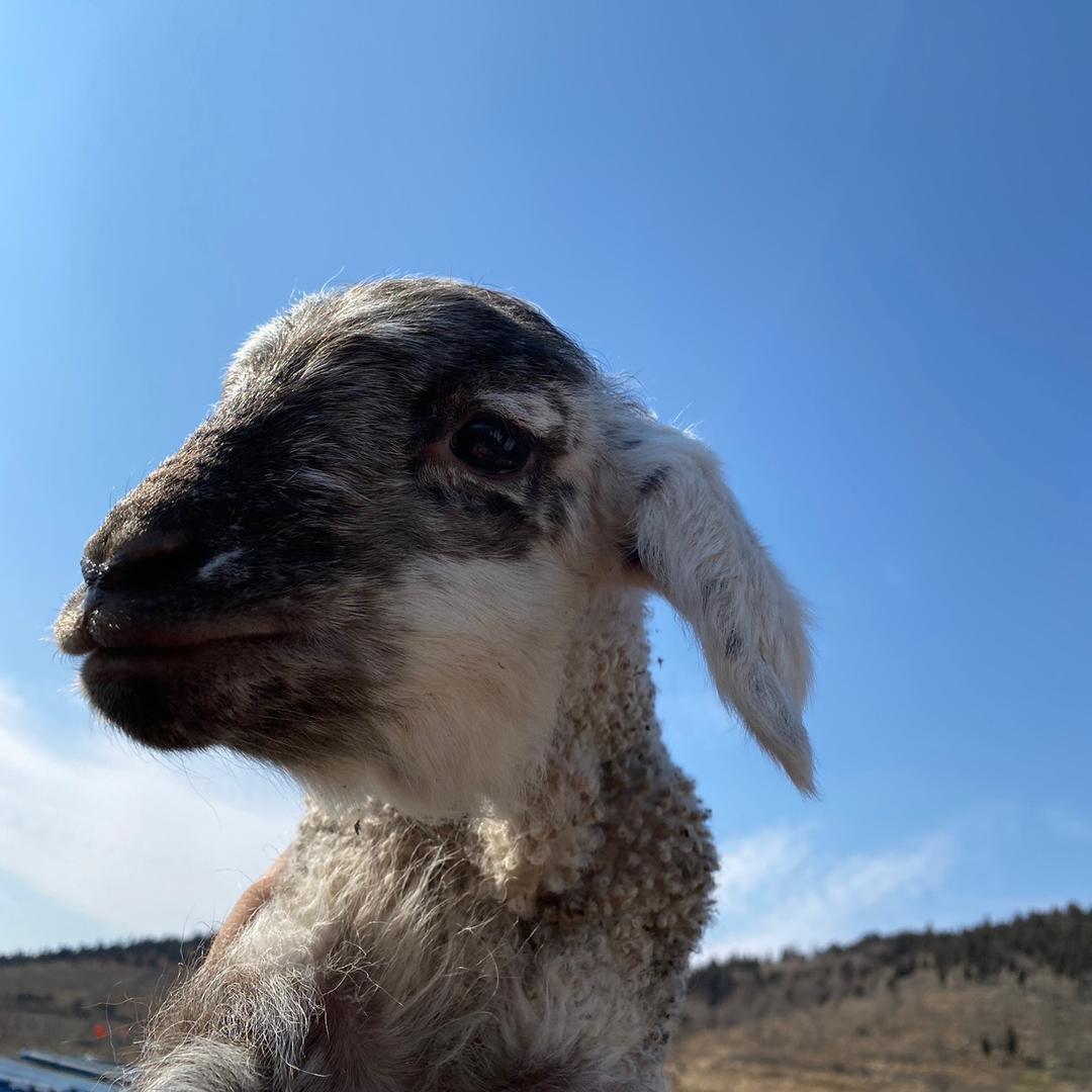 有梦想的小羊🐏