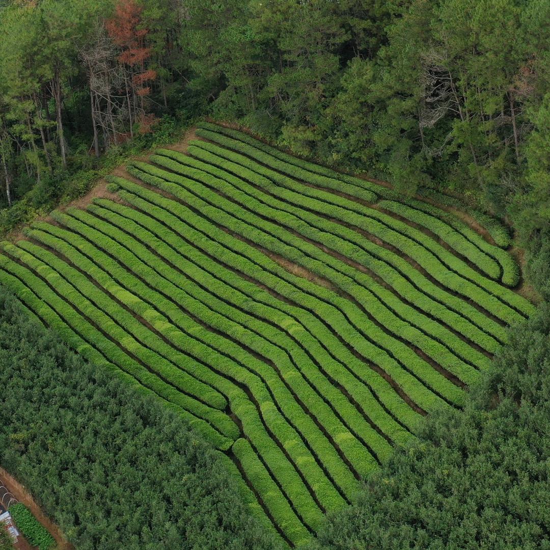 武夷山九十九岩茶厂