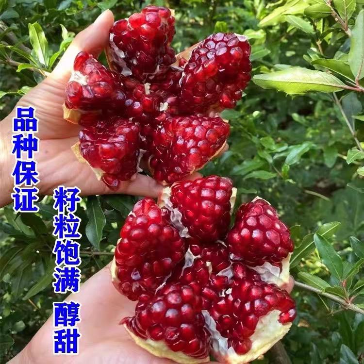 花音谷枝鑫果树苗木专卖店2号