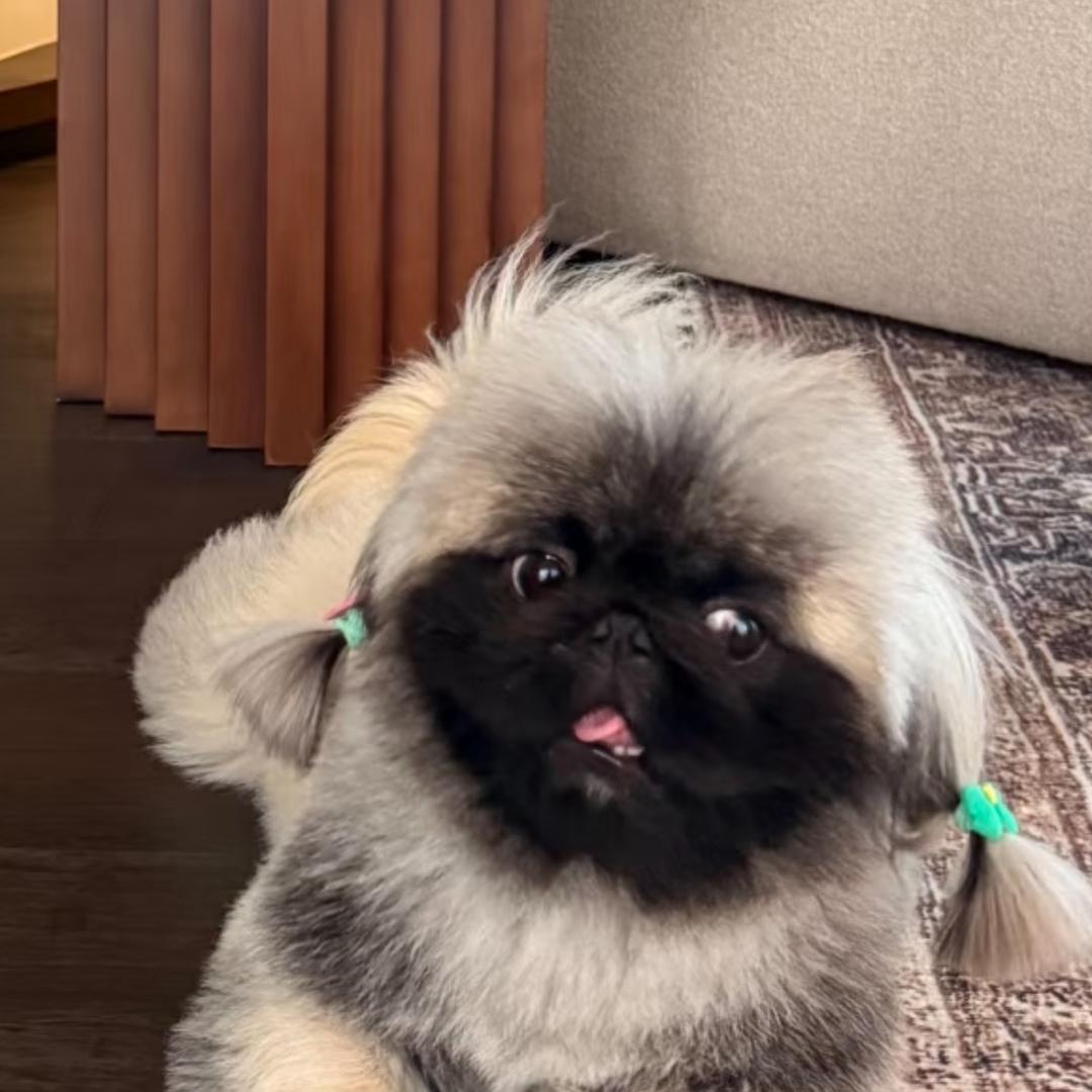球球球球吖