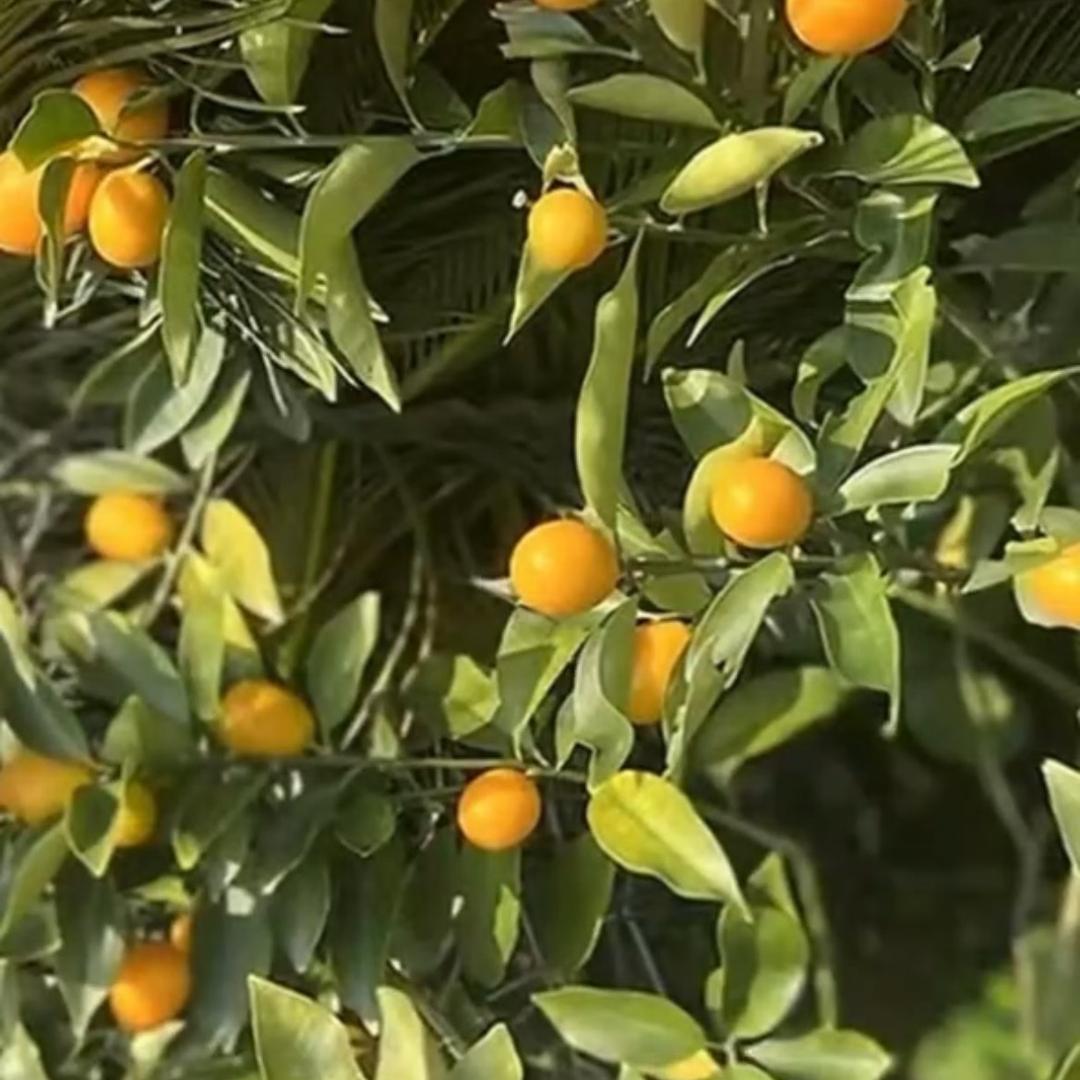 🌞阳光女孩🌞