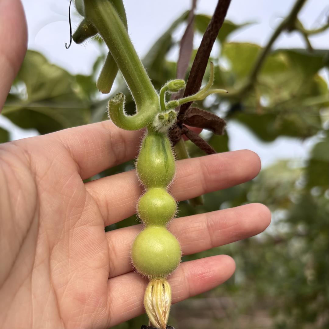 福禄世家葫芦
