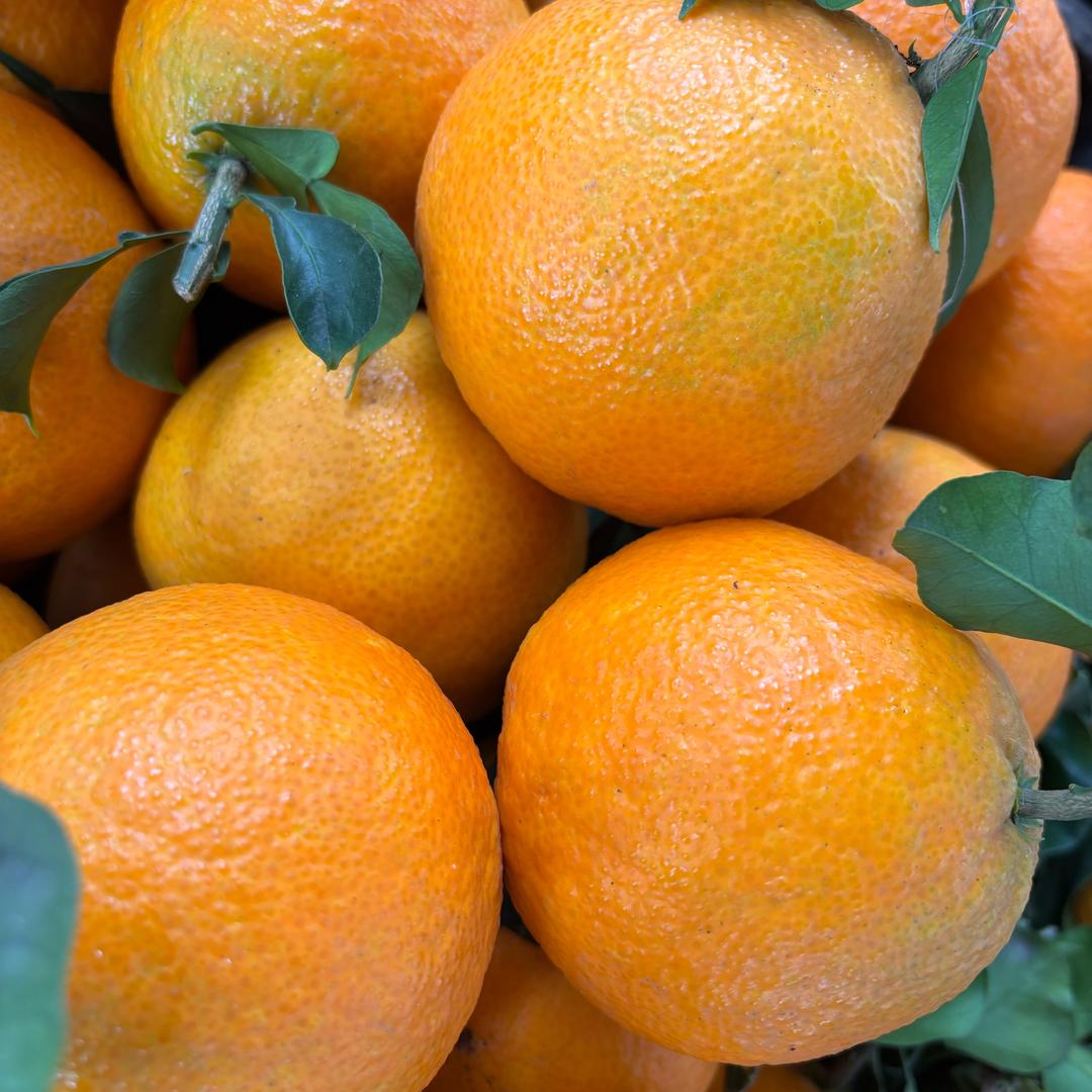 邱香姐基地果品直发