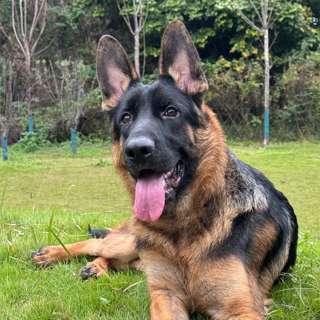 party小狗会逆袭