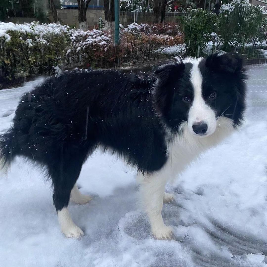 哥哥与边牧战战和猫咪的日常