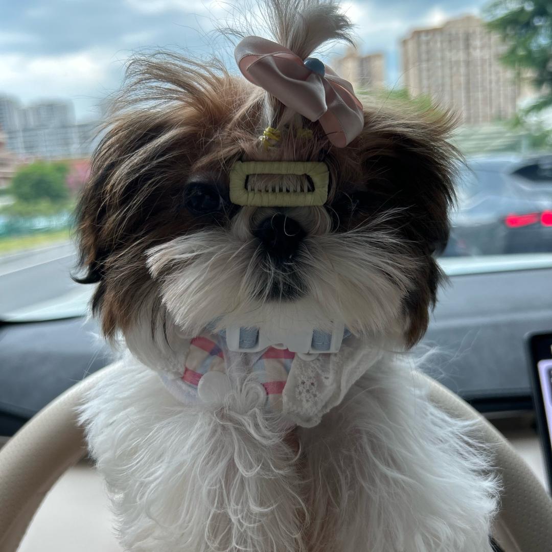 cookie小姐是比熊