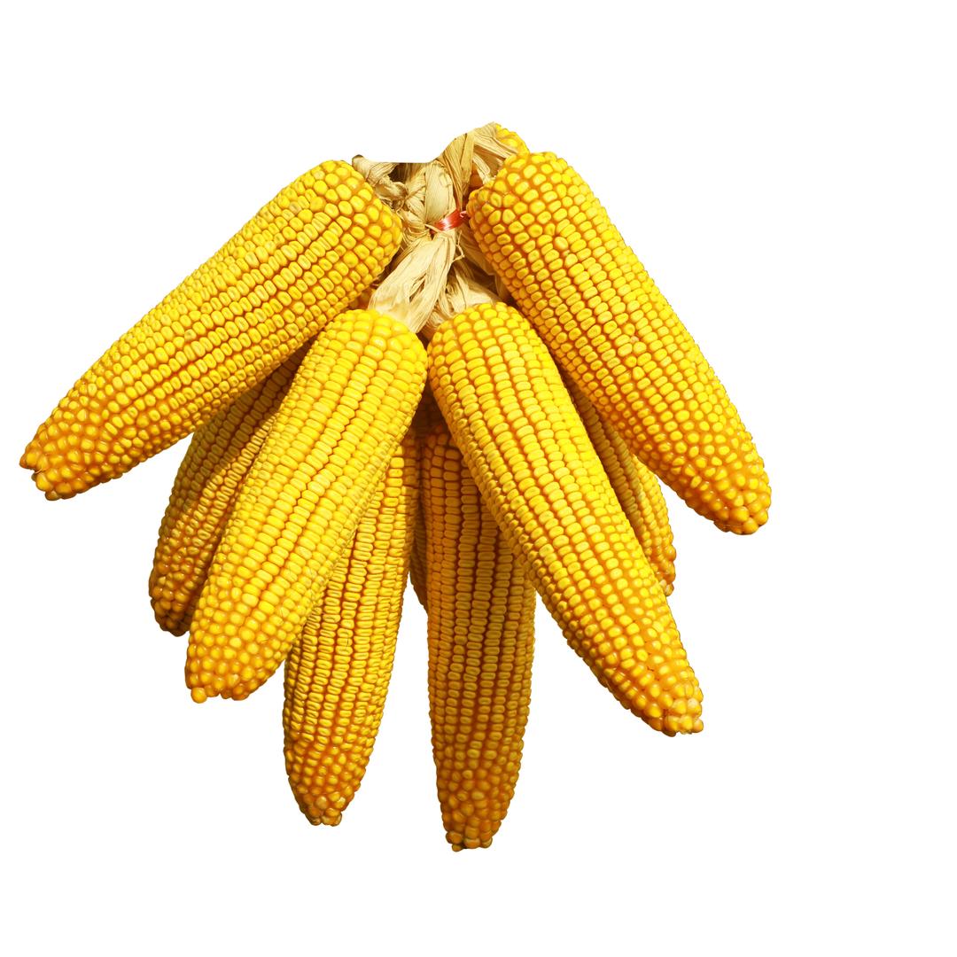 东亚大钢炮直播间