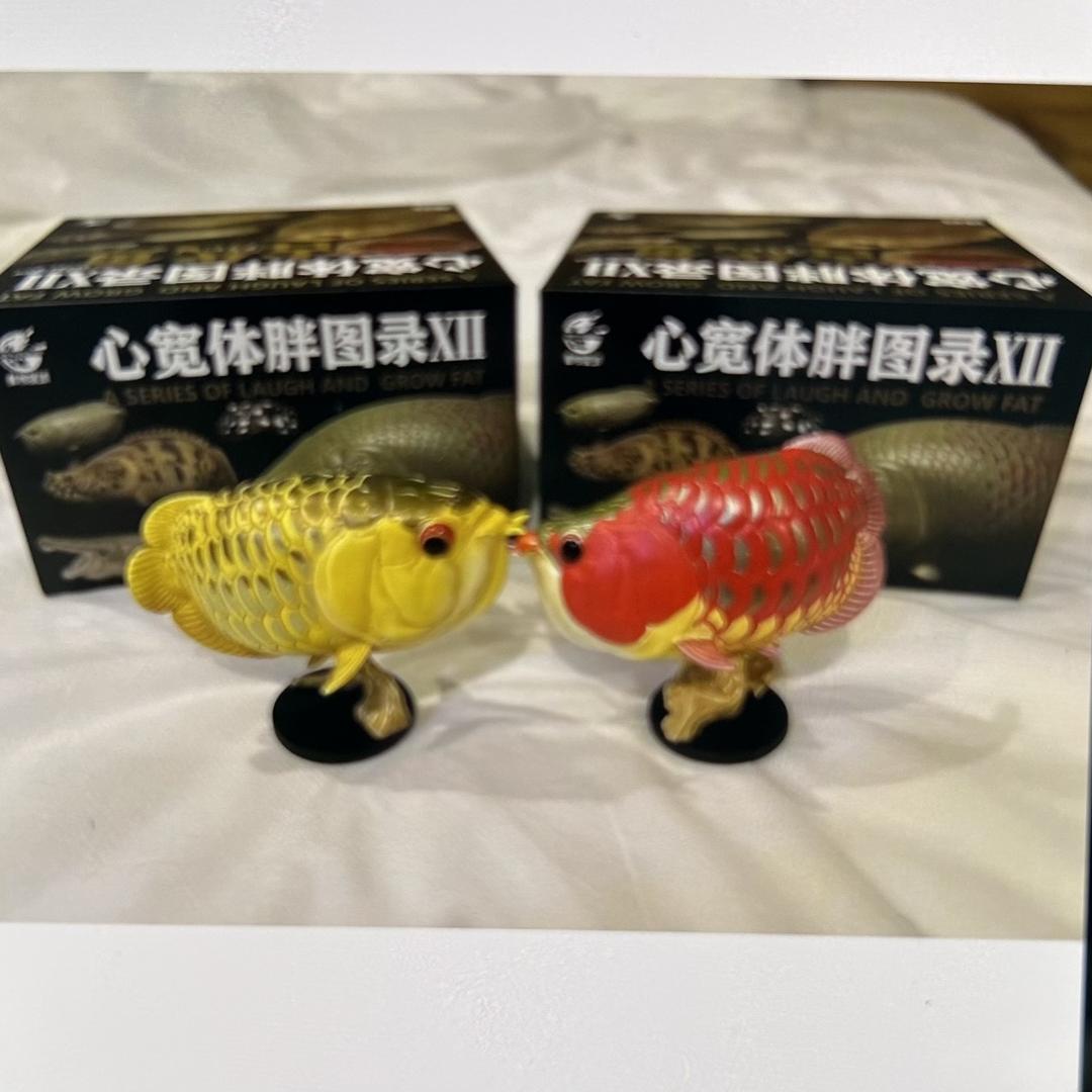 彩鲽鱼缸冠鳞锦棉