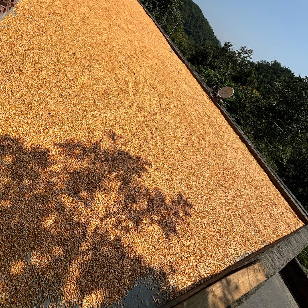 🥀ℒᎭℯ程ꦿ҉᭄࿚ནོ⁵²⁰