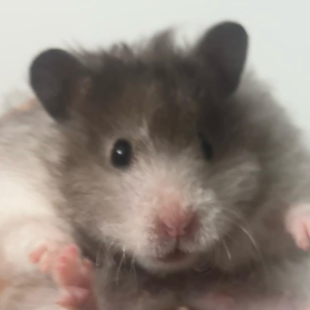 Kz跑刀（三角洲行动）