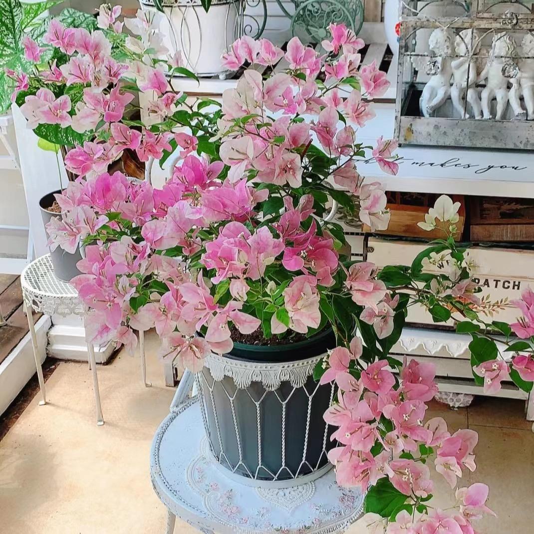 花里园三角梅
