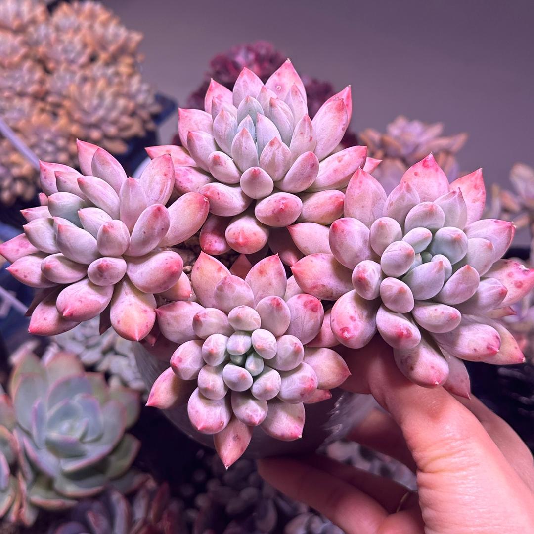 栀子花的芬芳