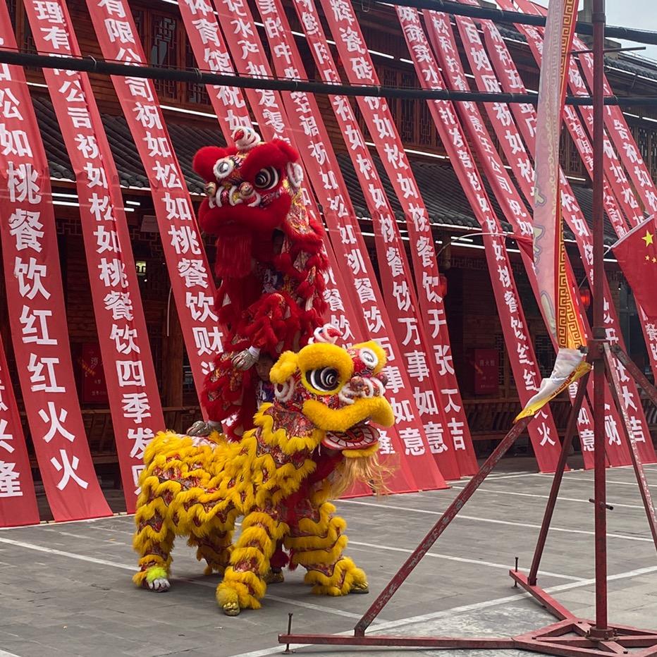 润锦龙狮—康狮兄🦁️