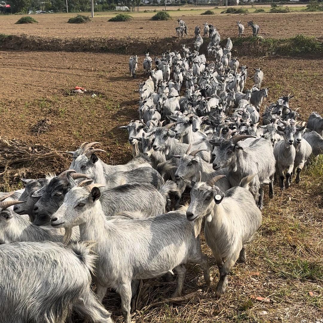 种羊繁育养殖场