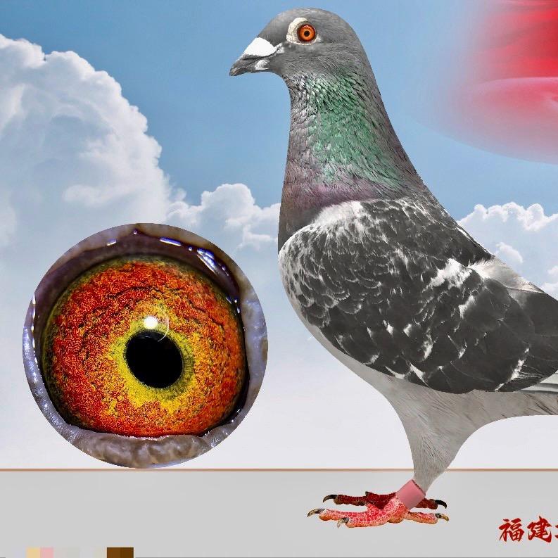福建功夫赛鸽
