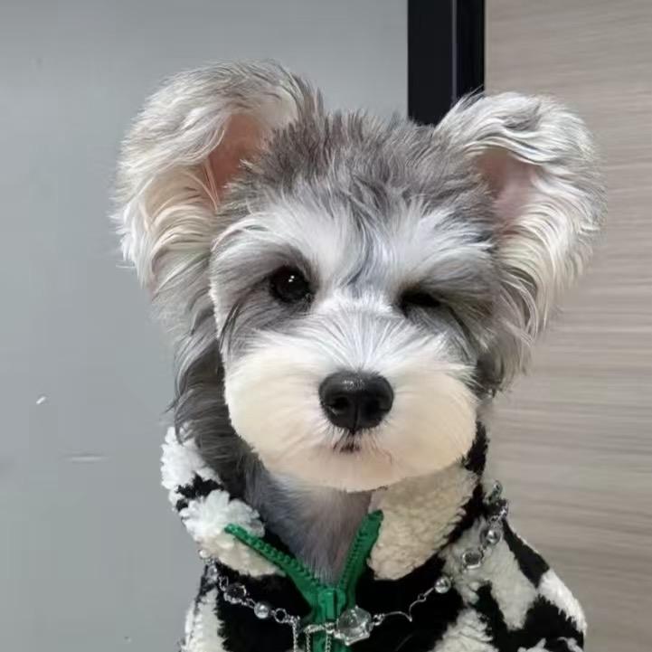 小赵萌宠