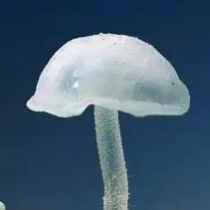 喜欢的人笑颜满分
