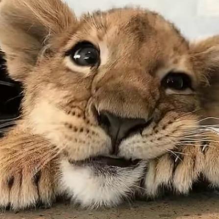 常樂の伴侣犬