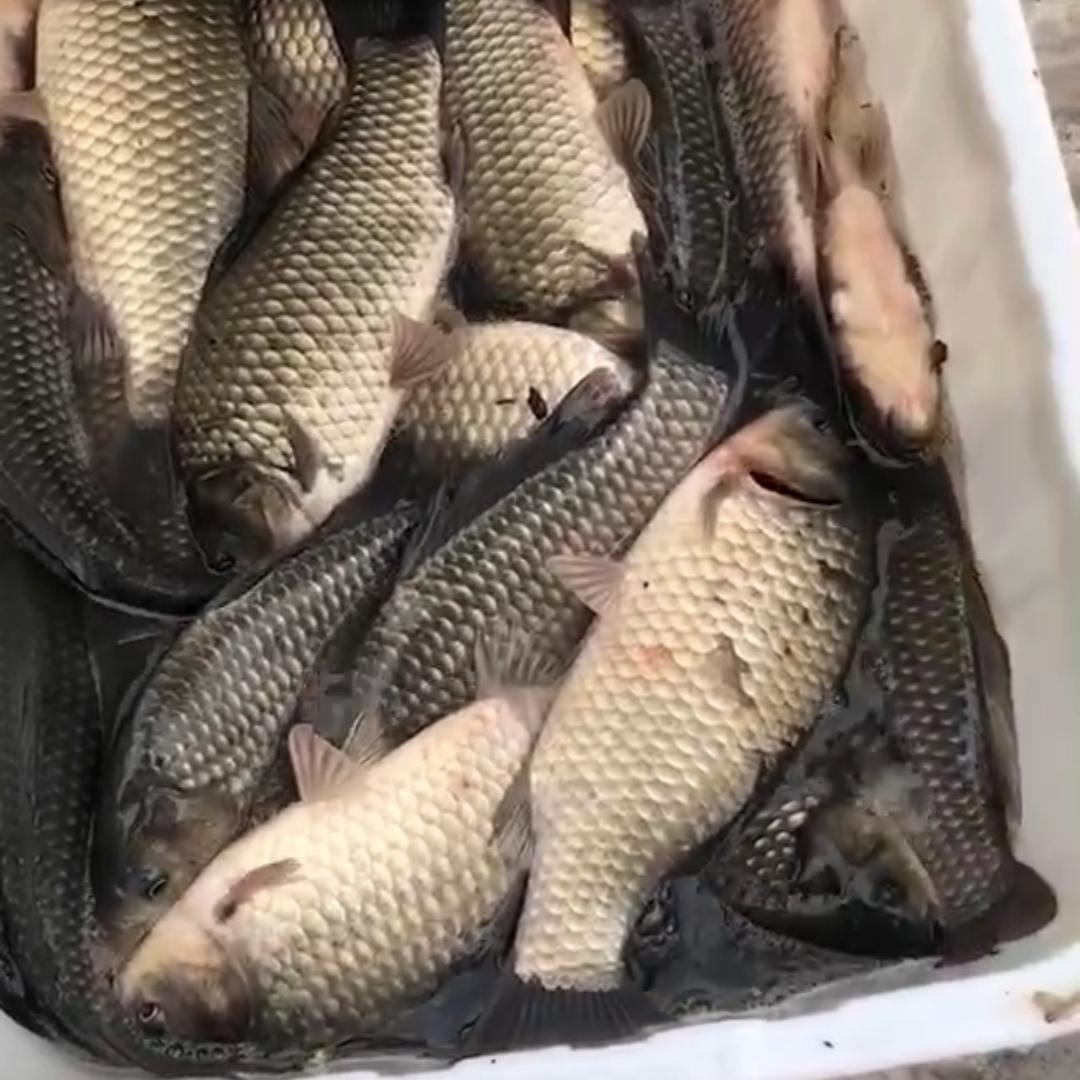 广州鱼多多钓鱼场