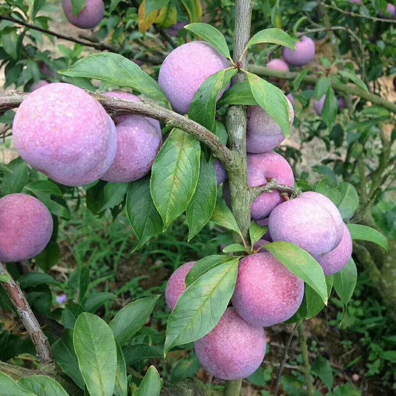 疯狂小野牛