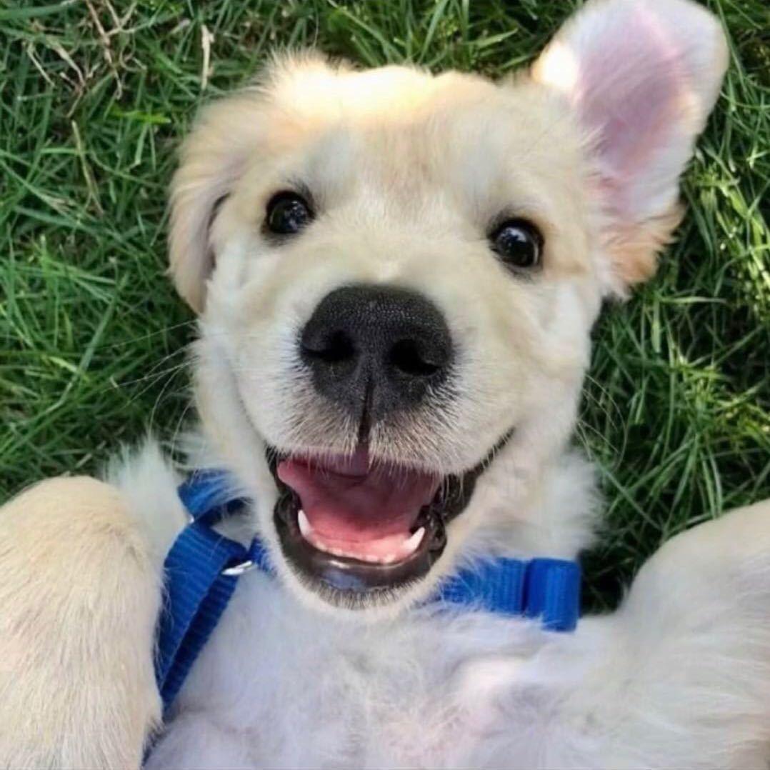 话白（三角洲）