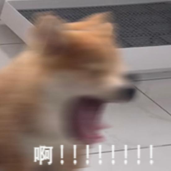 嘲笑鸟