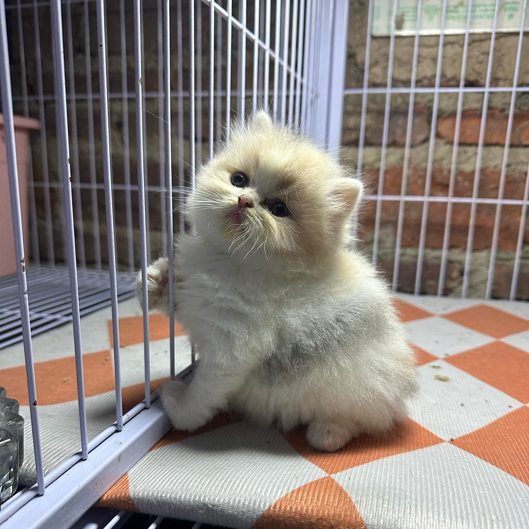 🌈小张的果摊🍉🍊