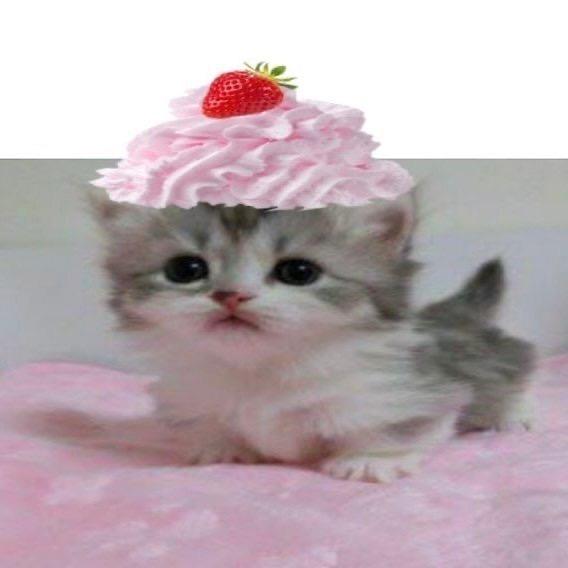 没有给猪开智的义务