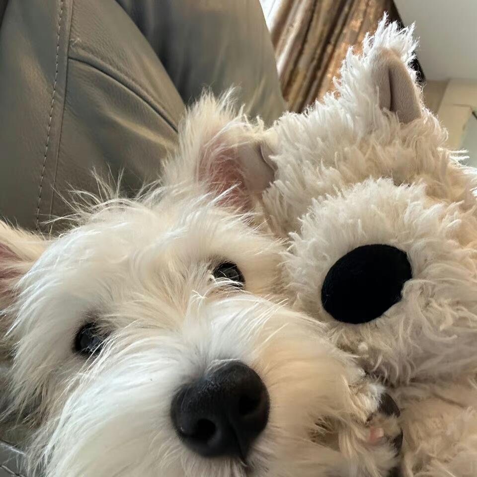 西高地（昭人版）