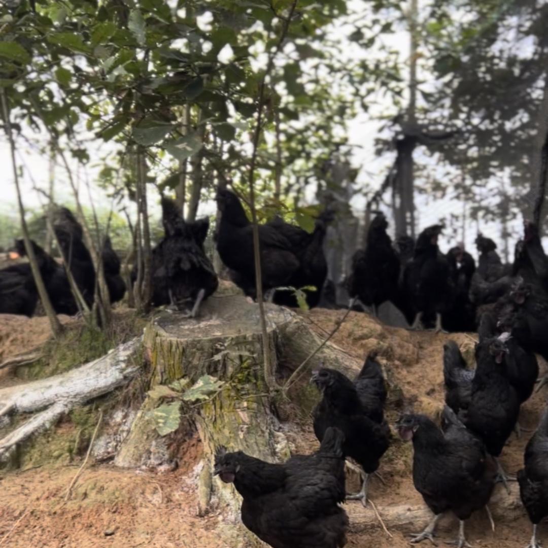 建鑫养殖场甄选生活坊