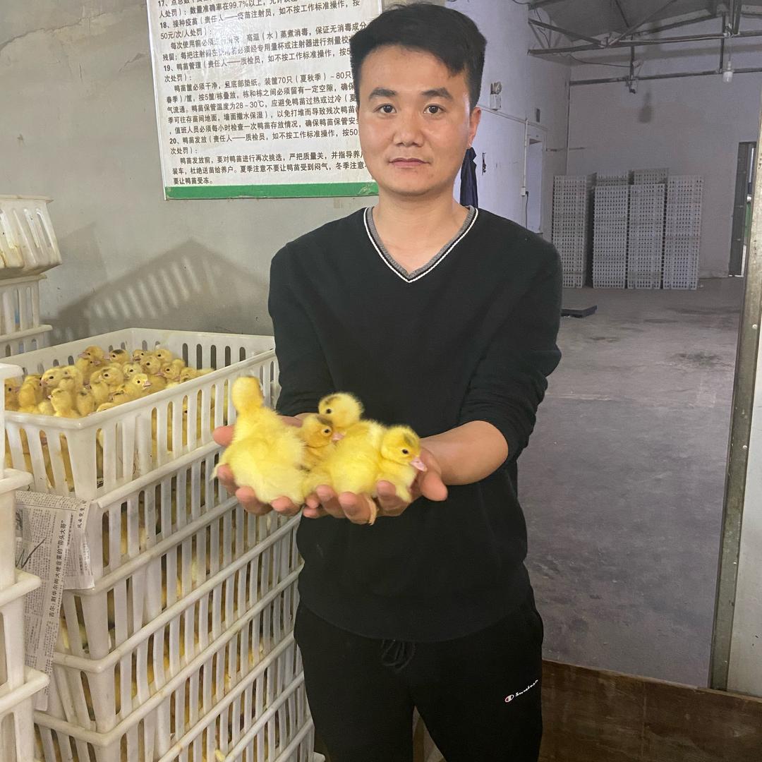 宏运番鸭