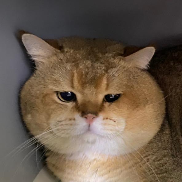 大脸猫多比🐱