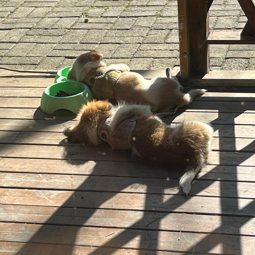 ㅤ                  .