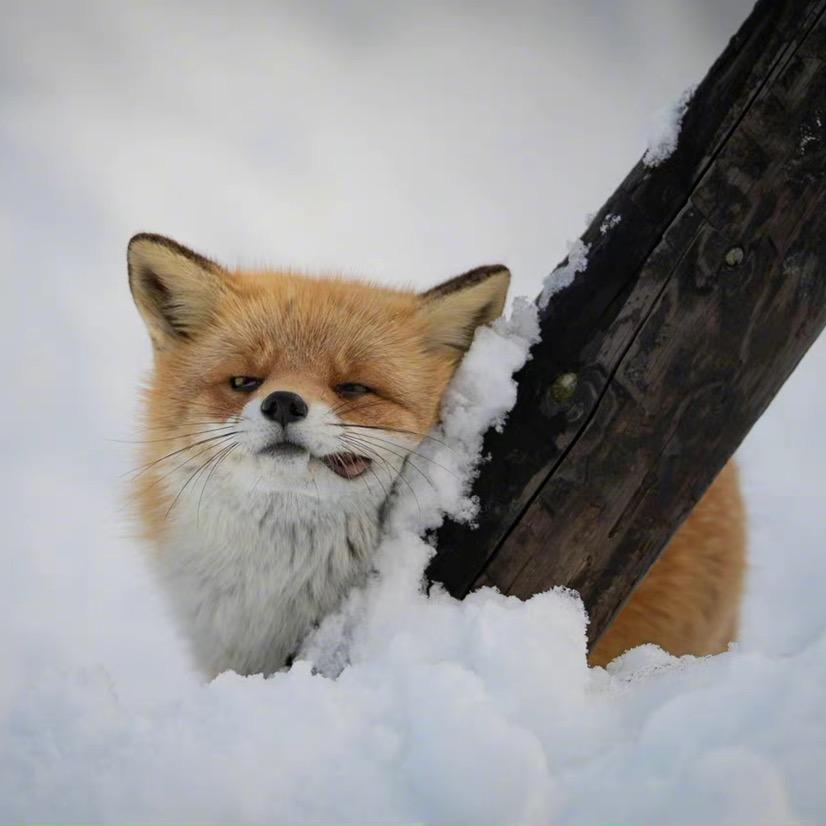 圣火昭昭喵喵喵喵