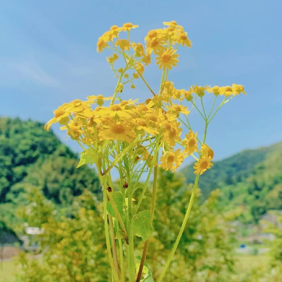 小甜蜜说剧