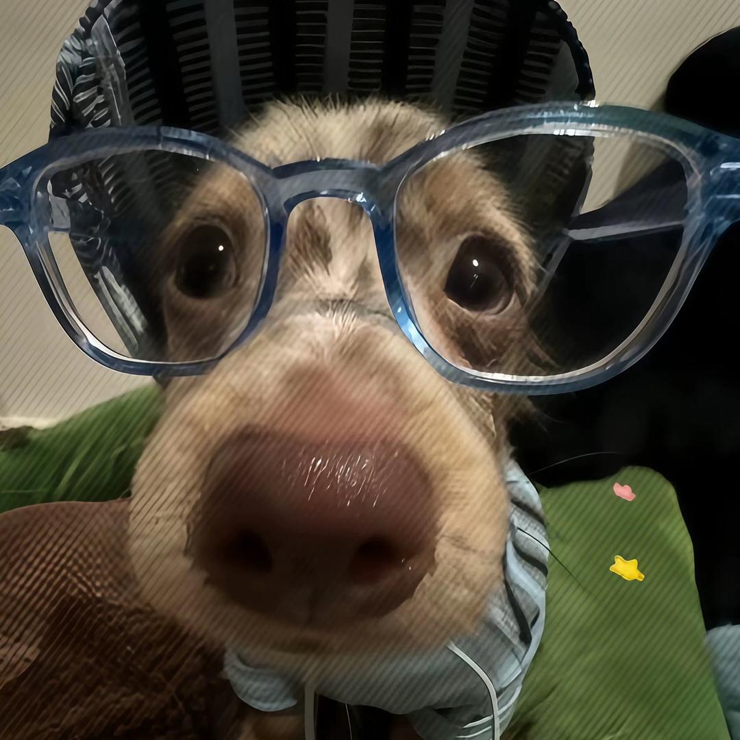 毛毛