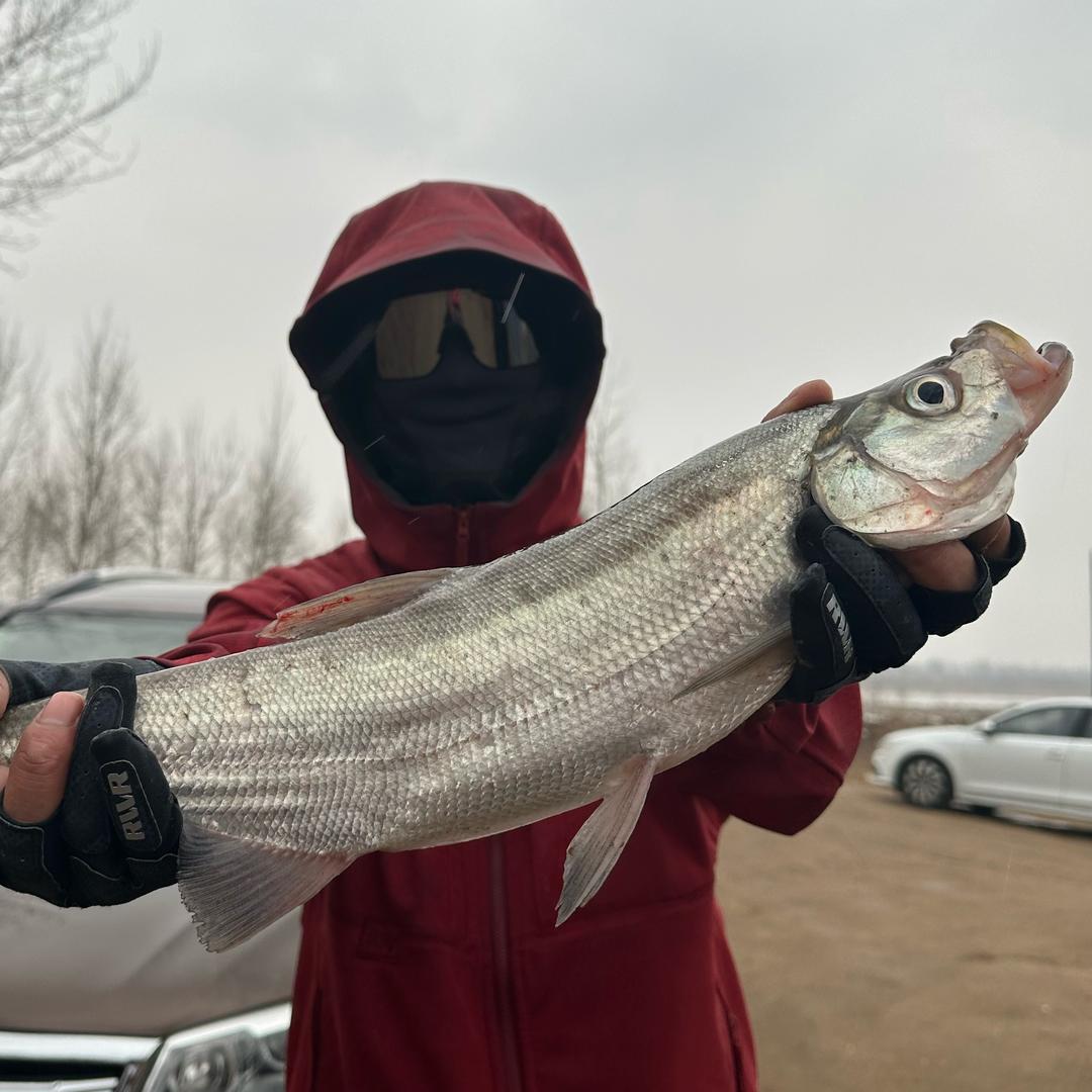 呆勇爱钓鱼🎣