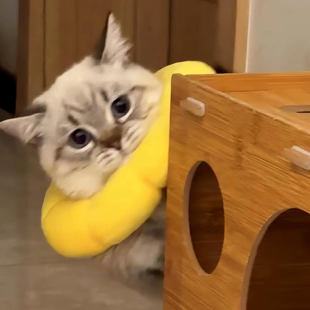 罐兜是只短腿猫