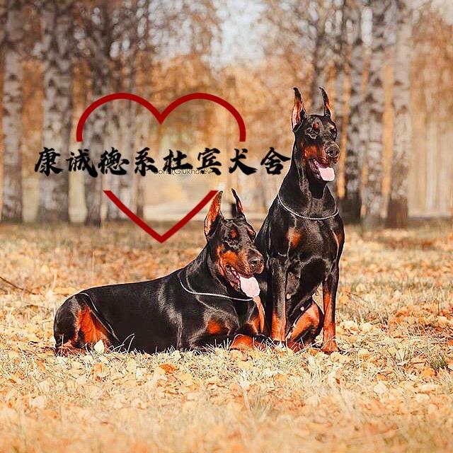 康诚杜宾