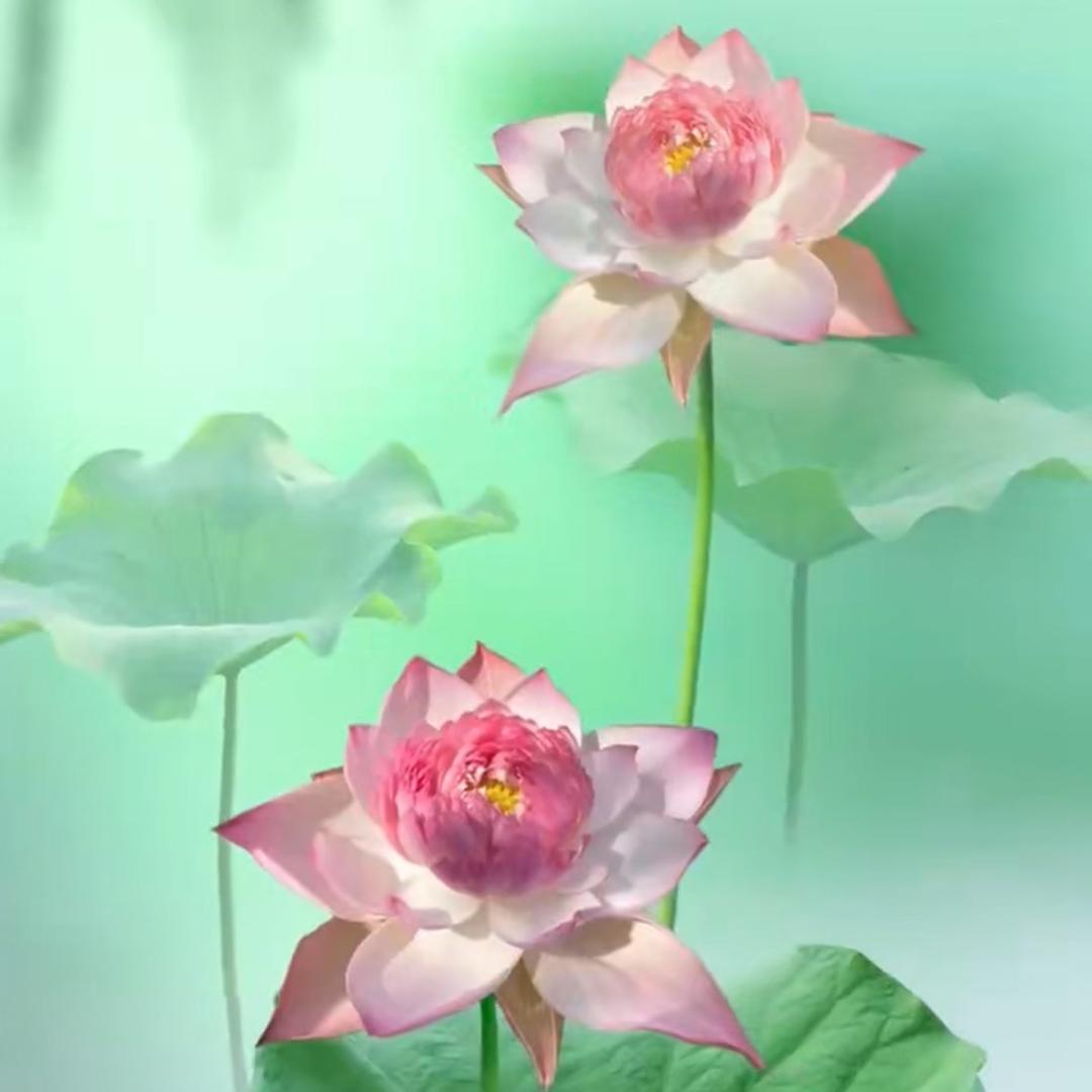 韩塘春光日化女子养生会所