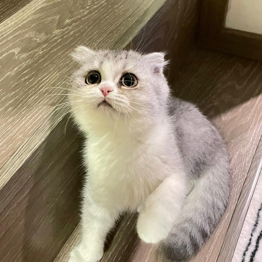 六六啊